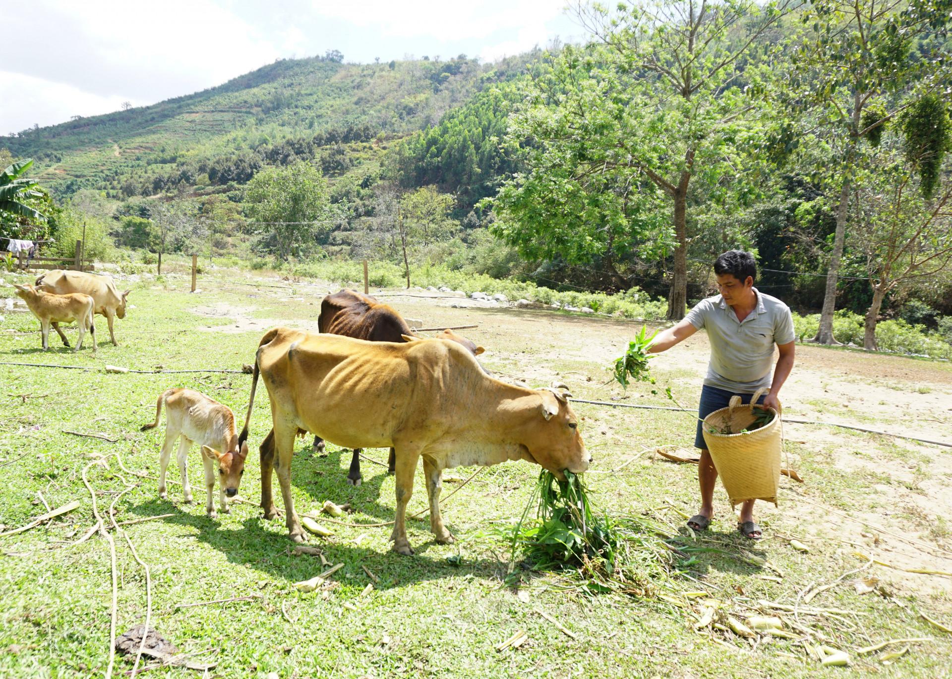 Người dân thôn Tà Giang 2 (xã Thành Sơn) chăn nuôi bò sinh sản