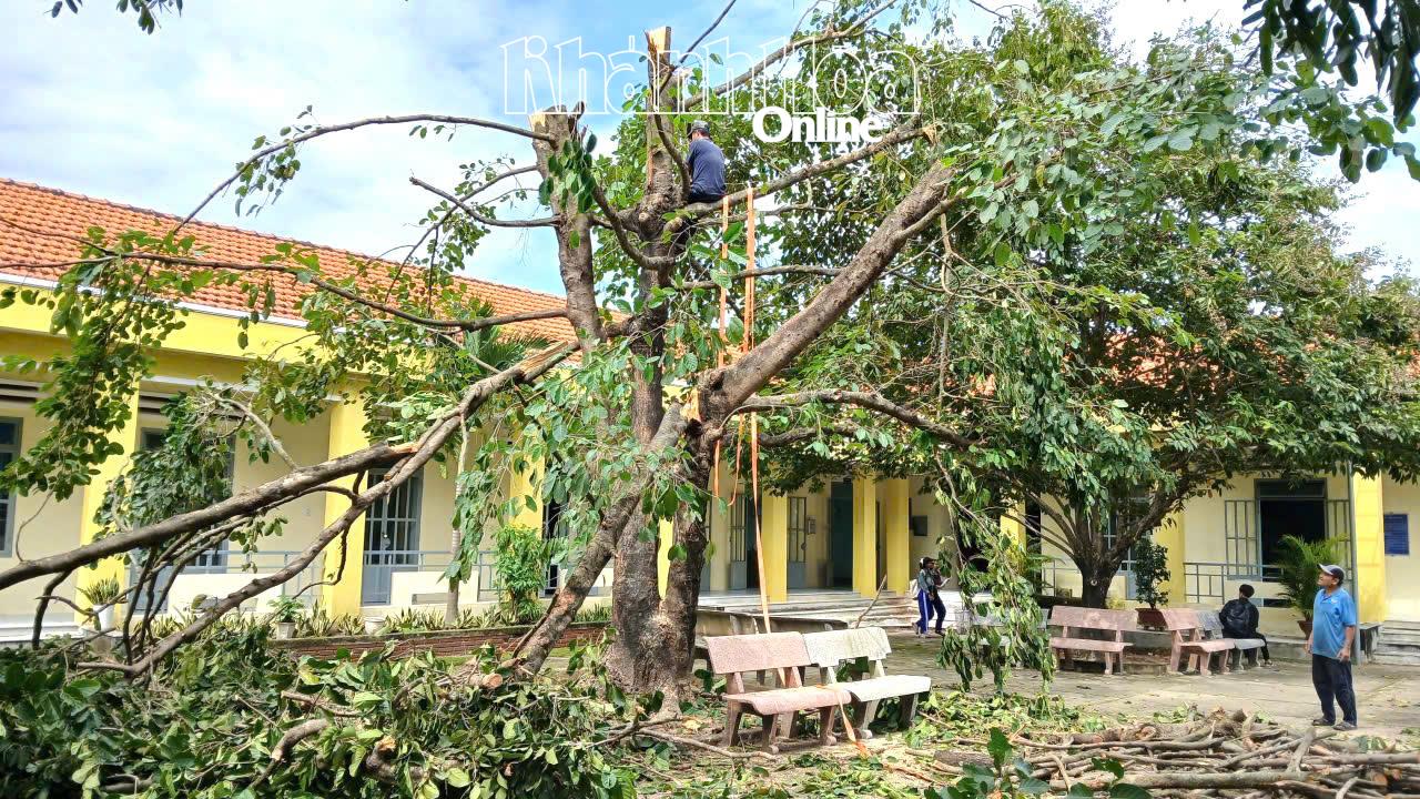 Các lực lượng cắt tỉa cây xanh có nguy cơ dễ gãy đổ