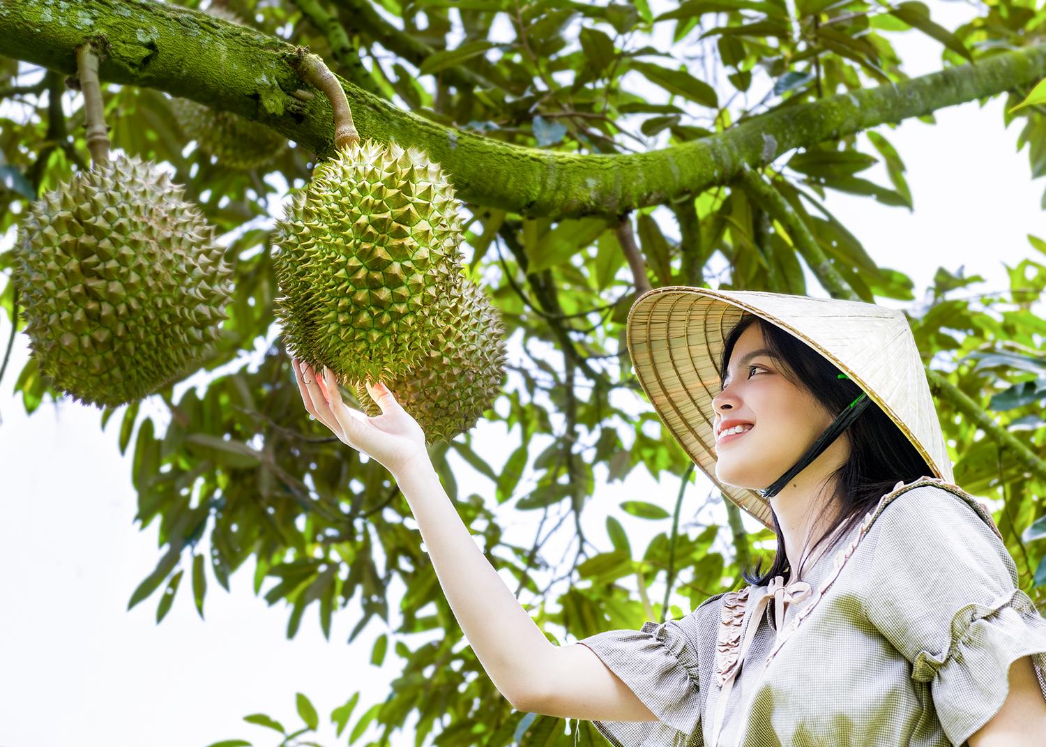 Những vườn sầu riêng ở thôn Hòn Dung luôn cuốn hút du khách.   (Ảnh do địa phương cung cấp)  