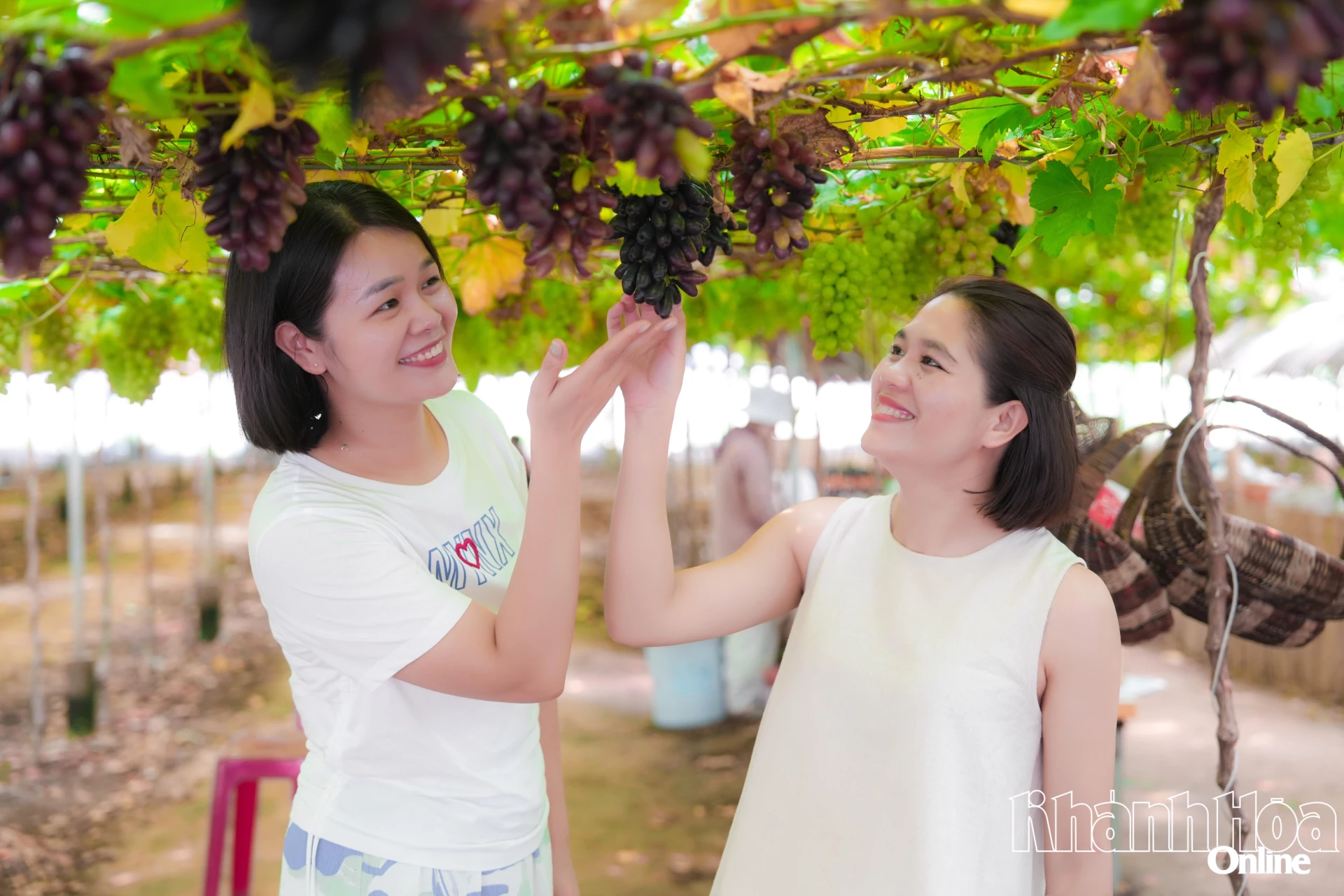 Du khách thích thú khi tham quan trải nghiệm tại vườn nho Thái An.