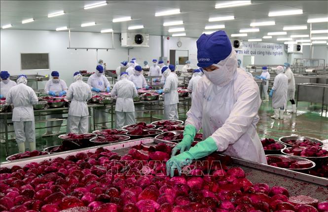 Công nhân tại Nhà máy Lavifood (Bến Lức, Long An) thực hiện công đoạn chế biến trái thanh long. Ảnh tư liệu - minh họa: Bùi Giang/TTXVN