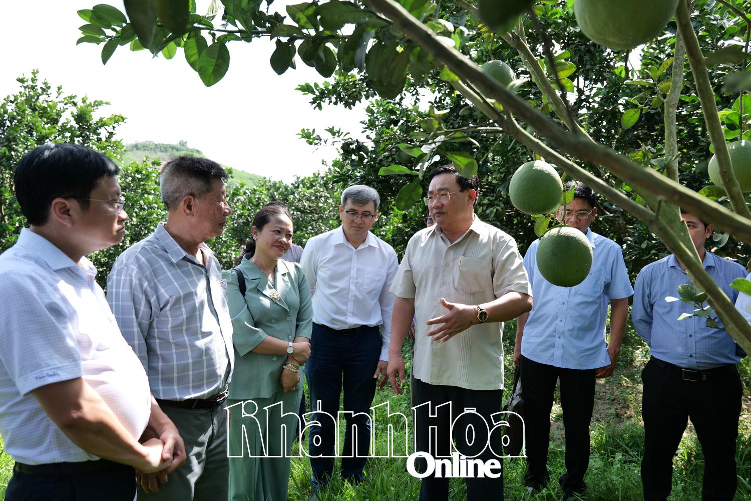 Ông Trịnh Minh Hoàng, Phó Chủ tịch UBND tỉnh Khánh Hoà thăm vườn Bưởi của ông Đặng Thái Luyện (thôn Sơn Thành, xã Khánh Vĩnh)
