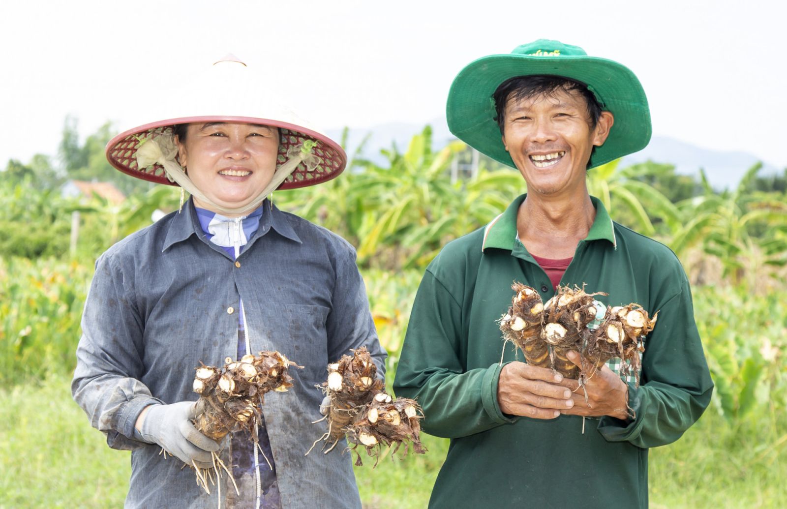 Nông dân xã Vạn Phú thu hoạch khoai môn.