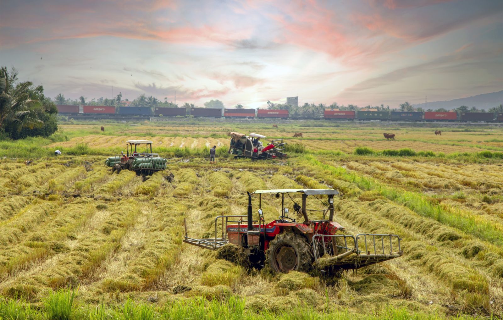 Nông dân xã Ninh Quang thu hoạch lúa mới.