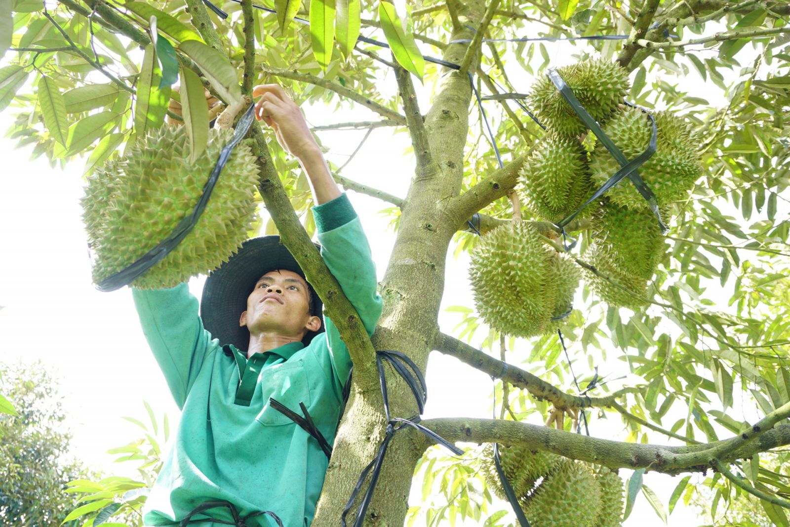 Sầu riêng Khánh Sơn được vinh danh là Thương hiệu vàng Nông nghiệp Việt Nam