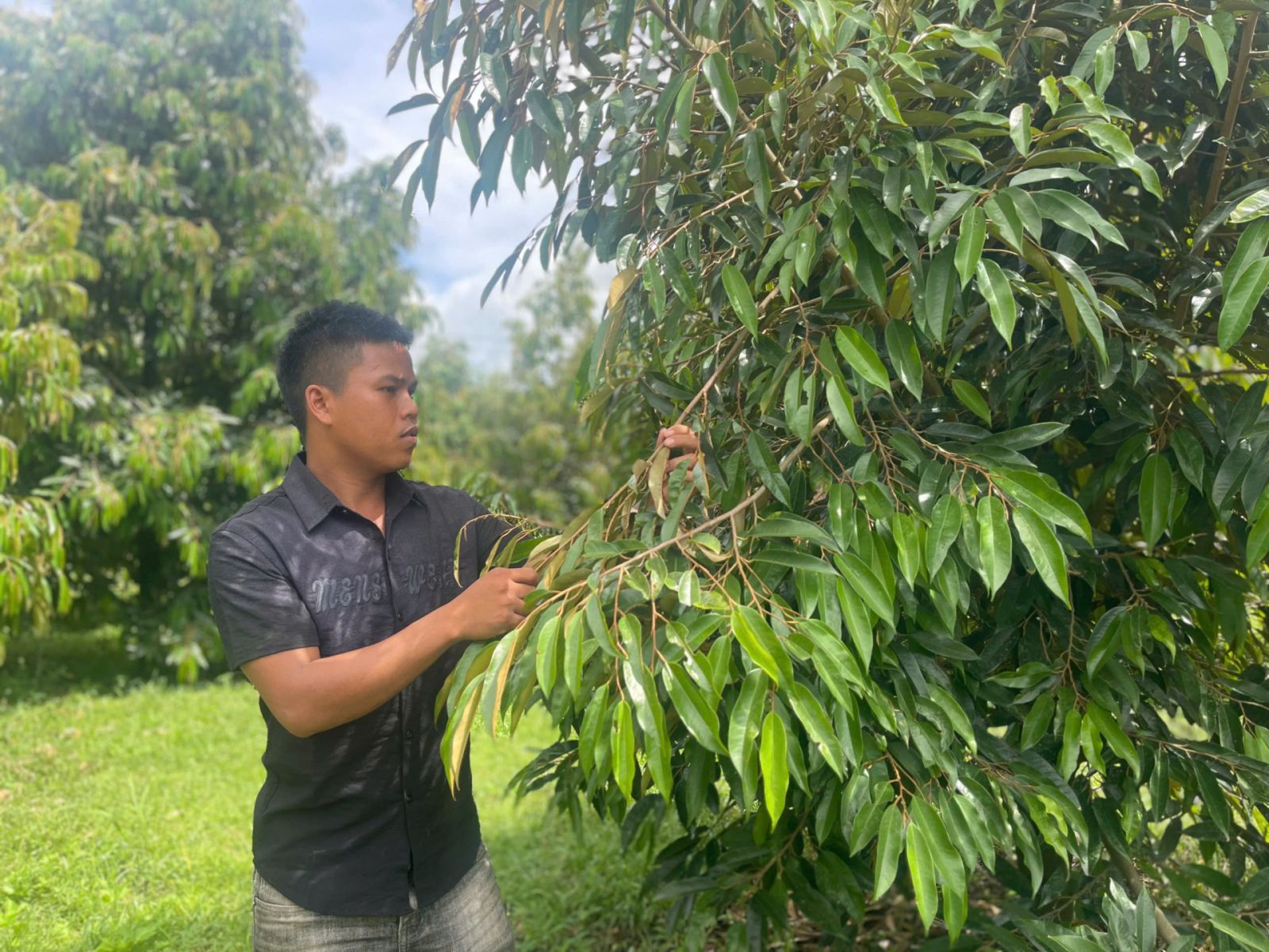 Nông dân ở xã Sơn Bình vươn lên thoát nghèo nhờ tồng cây ăn quả